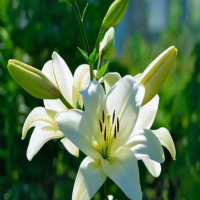 百合花从发芽到开花需要多长时间呢?花后怎么处理可以开得久一些呢?