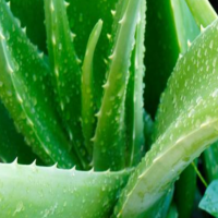 芦荟怎么养殖才又肥又厚？种植土壤要求是多少？