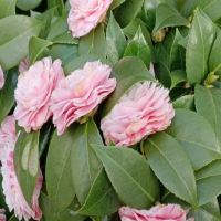茶花一直不长是什么原因?最简单三个原因是什么呢？