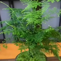 文竹怎么修剪才能更旺盛？修根后要晾多久才能浇水