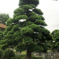 罗汉松落叶是什么原因造成的？秋天落叶正常吗怎么养？