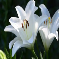 百合花买回来后如何醒花？泡水的正确方法是什么？