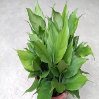 波斯菊的种植方法及管理要点是什么呢？最佳种植时间是几月？