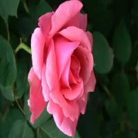 茶花多浇水还是少浇水好呢？几天浇一次水比较好？