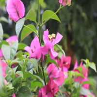 兰花什么时间施肥比较好呢?长花苞后如何施肥最好呢?