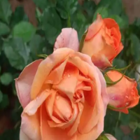 月季如何剪枝花才开得好?剪得太重了怎么办呢?