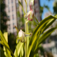 蝴蝶兰花苞黄了还能绿回去吗？花骨朵变黄怎么补救？