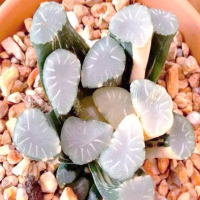 玉露掰下来的侧芽能活吗？长侧芽怎么变群生植物了？