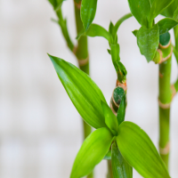 富贵竹茎干瘪发黄能救吗？应该怎么处理？