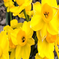 水仙花泡着不发芽怎么办？水仙再次发芽怎么养护？