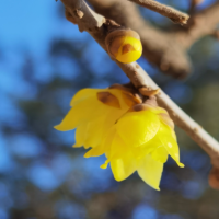 冬季移栽腊梅需要浇定根水吗?春节移栽腊梅最简单方法?