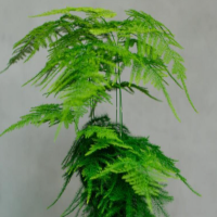 卧室养文竹花好吗？竹对人体有害吗？