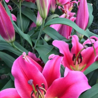 百合花花蕊和柱头都剪掉有影响吗？第二年会发芽吗？
