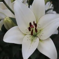 百合第二代种球如何处理?怎样种植盆栽?