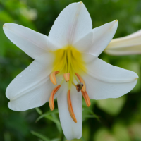 重瓣百合花开花后怎么处理最好呢？一般几天枯萎掉了？