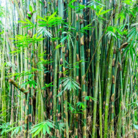 龙竹水培方法和注意事项有哪些呢？怎么养才长得好看呢？