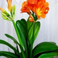 君子兰怎样才能开花5个诀窍？哪个花色最贵最好看呢？