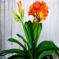 君子兰快开花了施什么肥好呢？叶面肥多久喷一次合适呢？