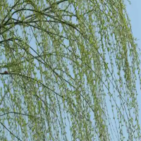 柳树传播种子的方法是什么样的呢？是靠风传播种子的吗？