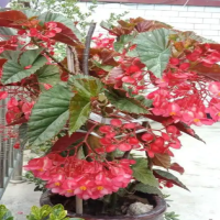 竹节海棠品质怎么样？价格合理吗？