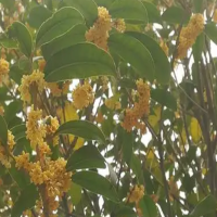 桂花冬天移栽会生根发芽吗?根要深埋还是浅埋好呢?