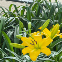 怎么样种植百合？百合种植方法有哪些？