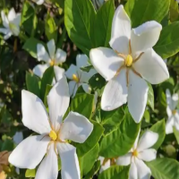 栀子花不开花的原因和方法是什么呢？只长花苞不开花怎么办呢？