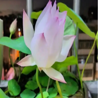碗莲水养芽太长了怎么办呢？还要天天换水吗为什么呢？