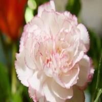 康乃馨收到后怎样醒花？可以醒24小时吗？