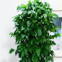 新栽的发财树需要浇水吗？用什么土最好养活呢？