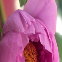 紫藤花适合什么土壤种植呢？花室内可以养吗？