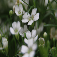 为什么不能送满天星给女朋友呢？给女孩子送什么花合适？