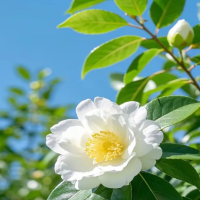 刚移栽的茶花树正确方法是什么呢？掉叶子的补救方法是什么呢？