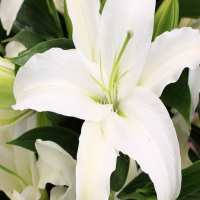 如何使百合花保鲜更久一点呢?保存时间长的方法有哪些?