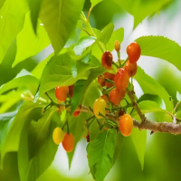樱桃树种植时间和方法是什么？几月份栽最好活？