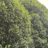 盆栽怎么养才能长得好看呢?种植花卉的方法和技巧有哪些呢?