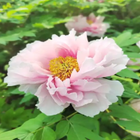 牡丹根种植方法和时间？根茎的种植方法和时间？