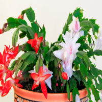 蟹爪兰有花蕾怎么浇水呢？开花后怎样养护好呢？