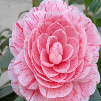 茶花移栽后多久活过来？移栽一个月后枯叶严重怎么办呢？