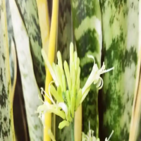 虎皮兰对温度的要求是多少度呢？冻伤后怎么补救？