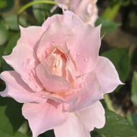 玫瑰花和月季花的区别在哪里?哪个更好看?