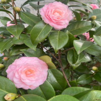 茶花开花期间怎么浇水施肥呢？花苞期可以施肥吗？