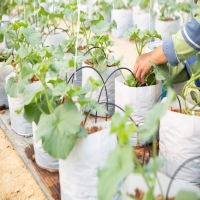 无土栽培的植物有哪些，家庭无土栽培怎么弄?