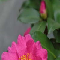 茶花带花苞施肥注意事项是什么呢？什么肥料最旺盛呢？
