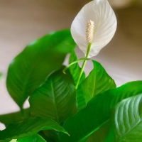 滴水观音怎么养护长得才茂盛？喜阴还是喜阳好养活吗？