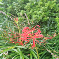 曼珠沙华适合种植吗？如何养护曼珠沙华？