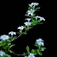 六月雪盆景冬天怎么养护和浇水呢？养殖方法和注意事项有哪些呢？