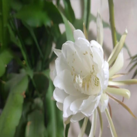 昙花养了六七年怎么不开花？用什么肥料容易开花？