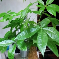 发财树要怎么养才旺盛好看呢？养殖方法和浇水施肥时间是多少？