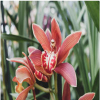 室内常年开花又好养的花?最适合家庭养殖的绿植?